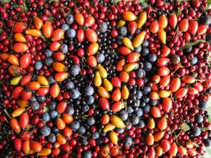 Wild-fruit-bye.jpg
