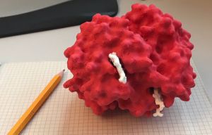 Hemoglobine-3D-2hhb.jpg