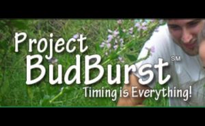Budburst.jpg