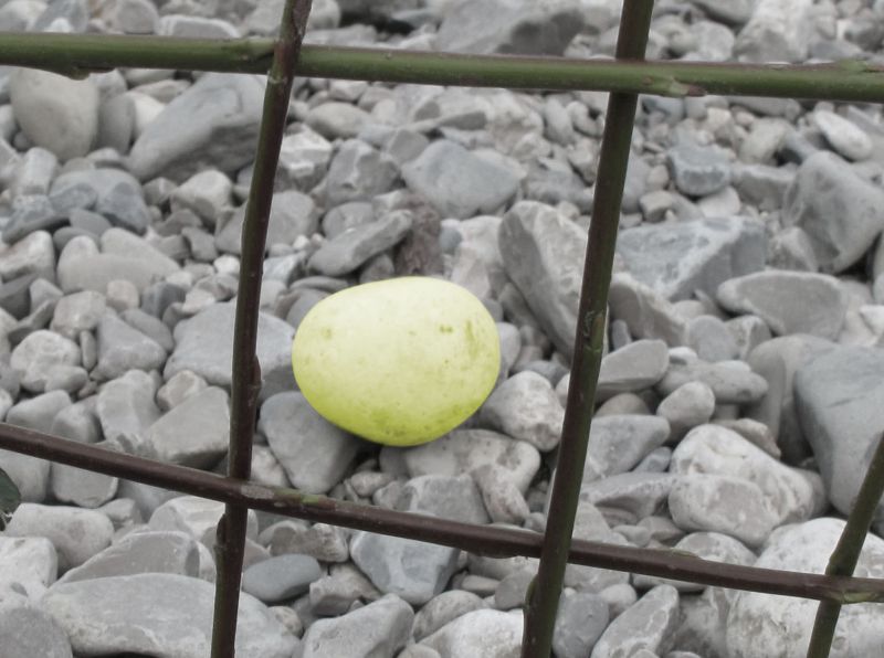 File:Egg-lattice.jpg