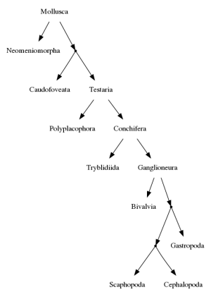 Graphviz digraph G dot.png