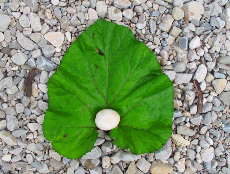 File:Egg-leave.jpg