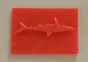 Requin.jpg