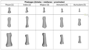 Phalange.jpg