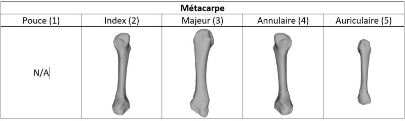 File:Metacarpe.jpg