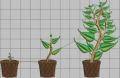 Thumbnail for version as of 17:52, 9 April 2021