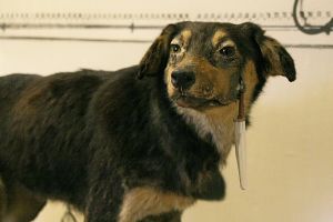 One of Pavlov's dogs.jpg