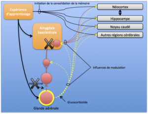 Schema de memorisation inhibee.png