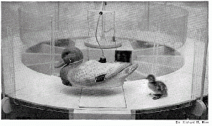 Empreinte canards.gif