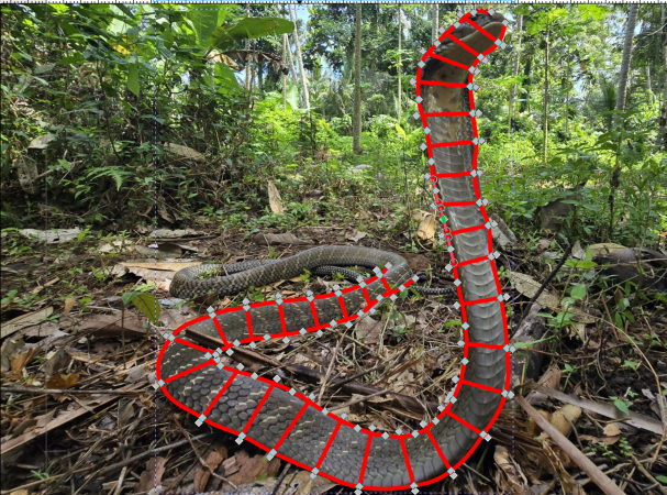 Étape 2 : on convertit en objet satin — 2 rails + lignes de direction.