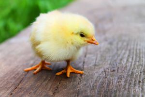 Animal-easter-chick-chicken.jpg