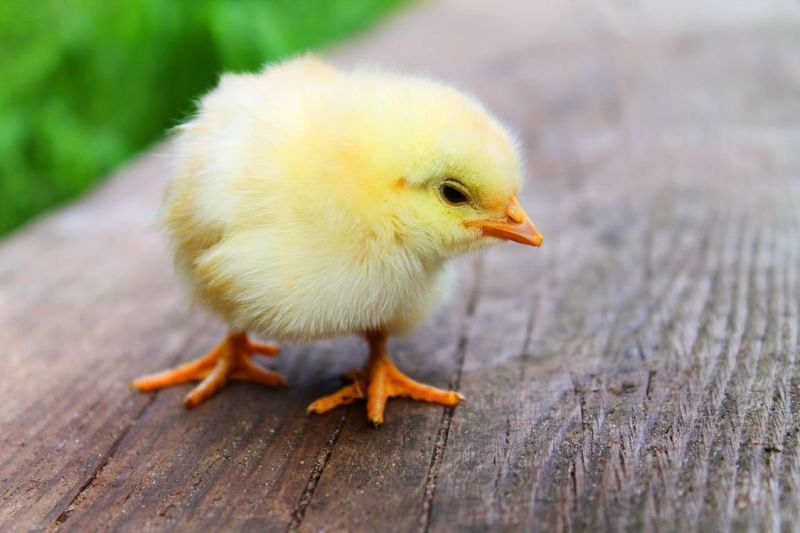 File:Animal-easter-chick-chicken.jpg