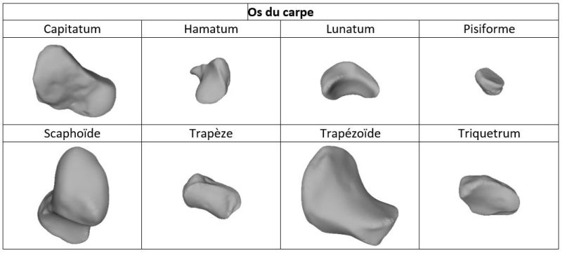 File:Carpe.jpg