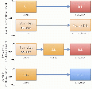 Processus conditionnement classique.gif